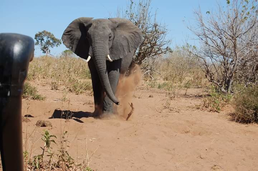 Chobe National Park - Recht op ons af!