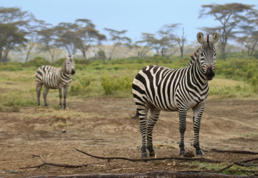 Kenia - Naivasha zebra