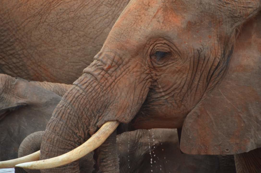 Kenia - Mama olifant