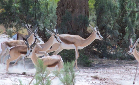 Namibië - Springbokken