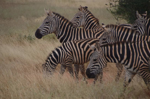 Kenia
