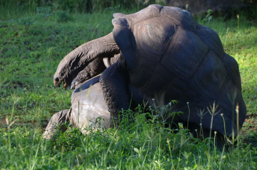 Kenia - Nature love