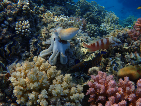 Egypte - Happy octopus