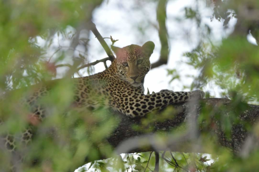 Chobe National Park - Luipaard in de boom