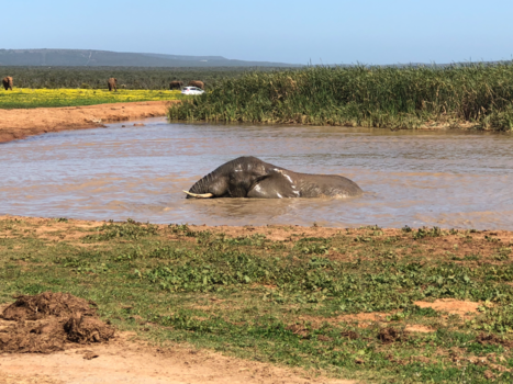 Addo Elephant National Park