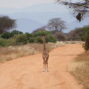 Kenia - Giraffe