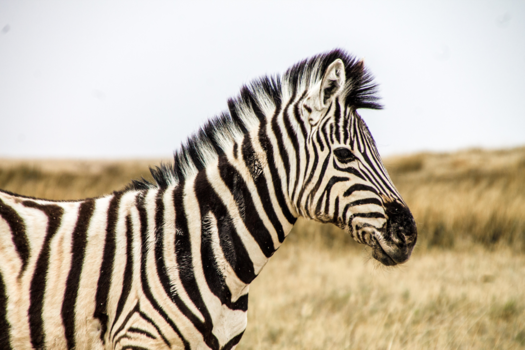 Etosha National Park - Close-up zebra