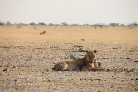 Etosha National Park