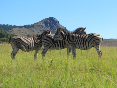 eSwatini (voorheen Swaziland) - Mlilwane Wildlife Sanctury