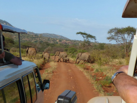Kenia - Safari