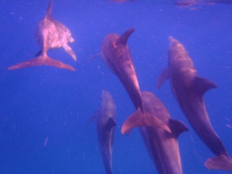 Stranden van Zanzibar - Dolfijnen vlak voor de kust in Zanzibar
