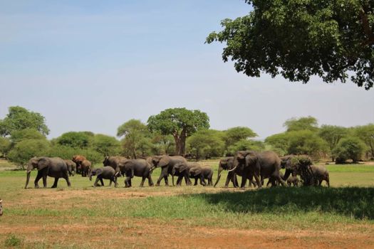 Tanzania - Olifanten in Tarangire National Park, Tanzania