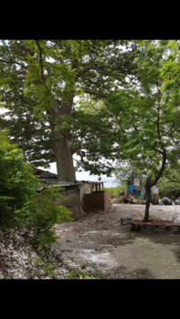 Tanji Vissersdorp - Beautiful with a monkey in the tree