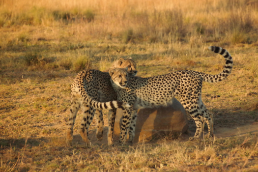 Botswana - Brother & sisterlove