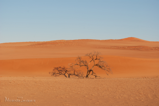 Namibië - Desert tree