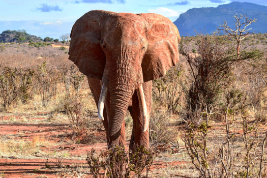 Kenia - Prachtige Afrikaanse olifant in Kenia