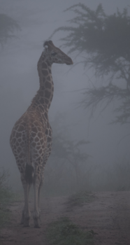 Oeganda - Variant op gorilla's inde mist