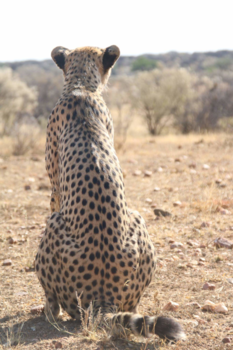 Botswana - Spotting the prey
