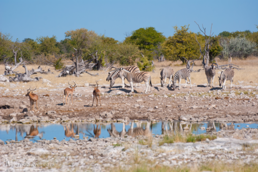 Namibië - Etosha park zebra's