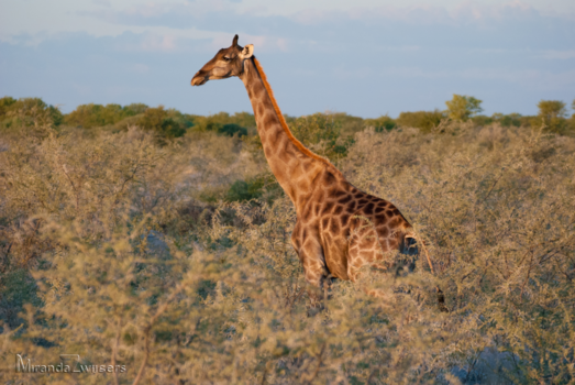 Namibië - Zonsondergang in Etosha Park