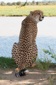 Namibië - Cheetah bij een waterplas