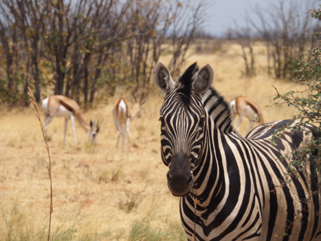 Etosha National Park - Are you seeing the stripes?