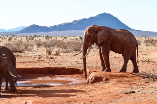 Kenia - Olifant