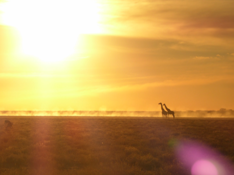 Namibië - Verwante zielen in een baan van stof