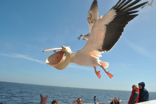 Namibië - Give me that fish