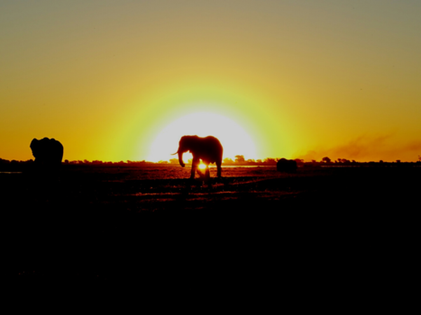 Botswana - Sunset elephant