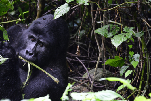 Bwindi Impenetrable National Park - Gentle giant
