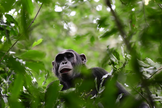 Kibale National Park - Kibale chimpansee