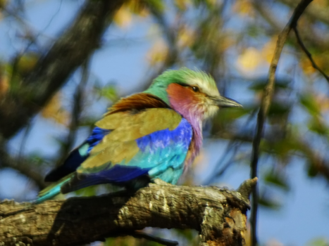 Botswana - Kleurenpracht