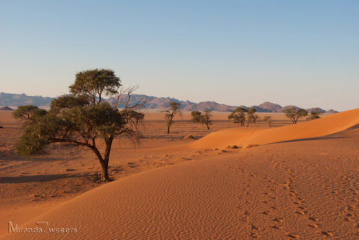 Namibië - Woestijn bij ochtendlicht