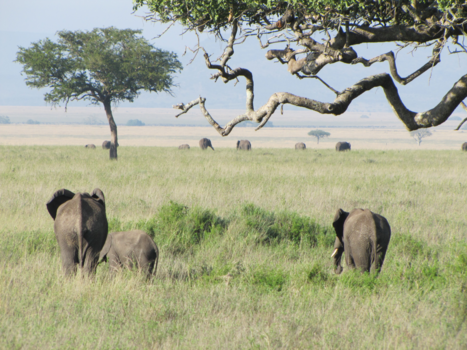 Tanzania - Olifanten op de Serengeti