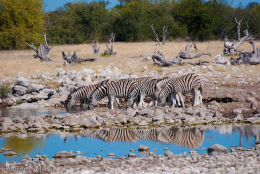 Namibië - Zebra's hebben soms ook dorst