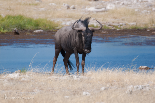 Etosha National Park - Zoek geen ruzie