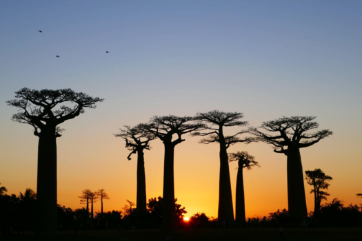 Madagaskar - Baobab