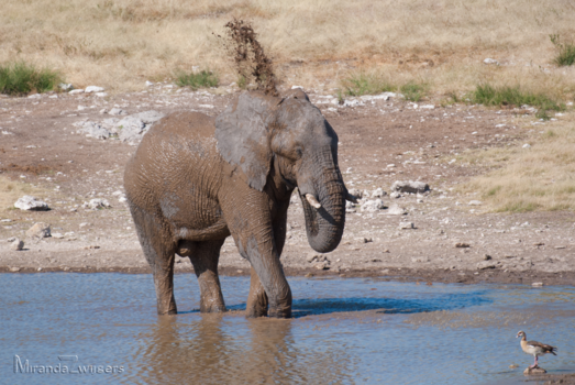 Namibië - Modderbadje?