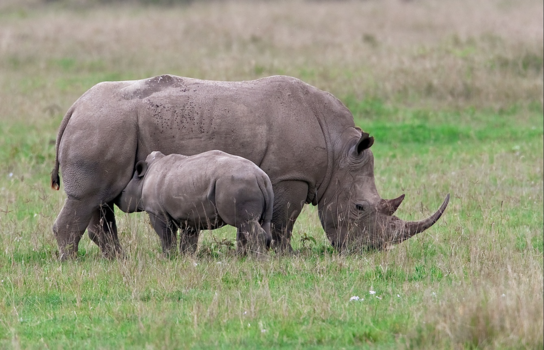 Kenia - Neushoorn met jong