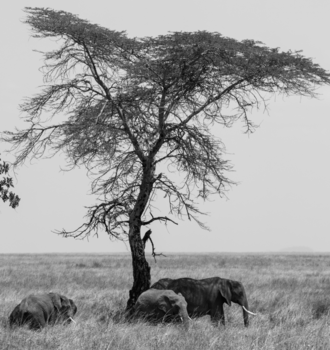 Serengeti National Park - Serengeti giants