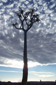 Botswana - Hemelse boom