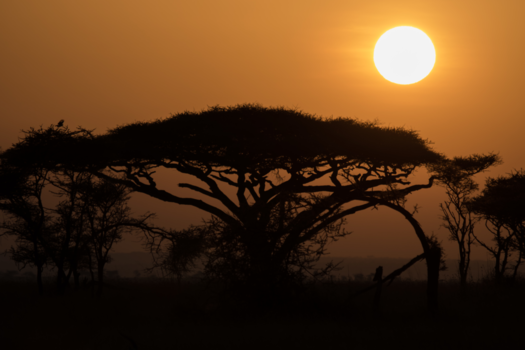 Tanzania - Serengeti sunrise