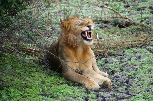 Tanzania - Een leeuw die laat merken waar zijn grenzen liggen