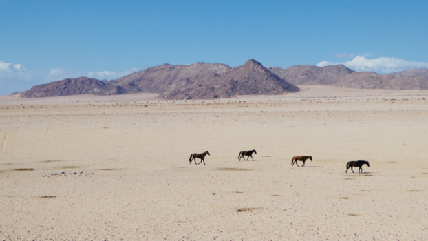 Namibië - Wilde paarden in Gondwana Sperrgebiet Rand Park