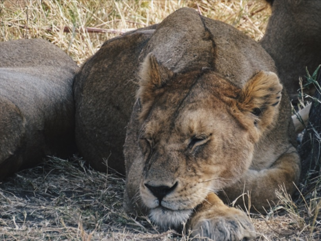 Tanzania - Lazy day @serengeti