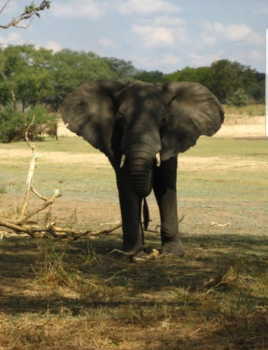 Malawi - Hiken in Malawi met gezelschap!