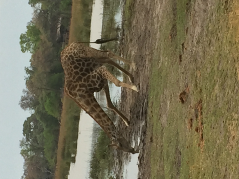 Okavango Delta - Drinkende giraffe
