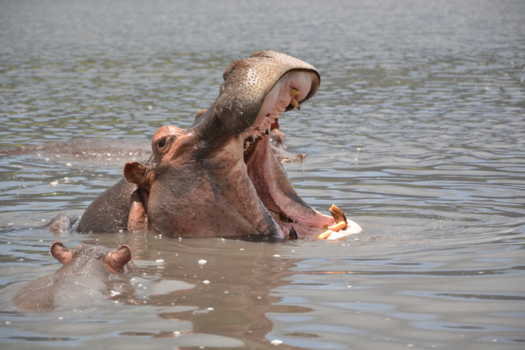 Tanzania - happy hippo zegt je goedendag!