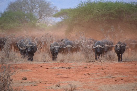 Tsavo West National Park - Buffels Tsavo west
